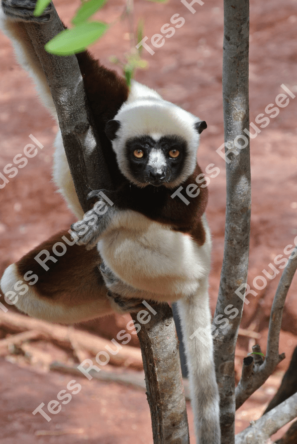 Third Culture Kids: Tess&nbsp;Roussel